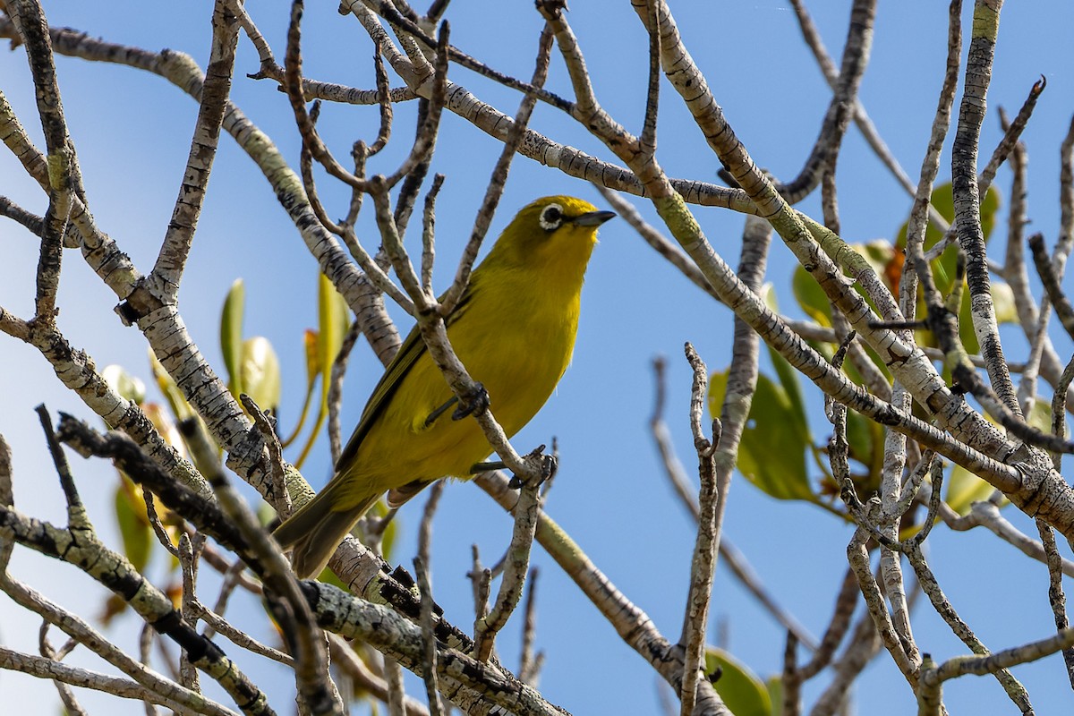 Australian Yellow White-eye - ML633473589
