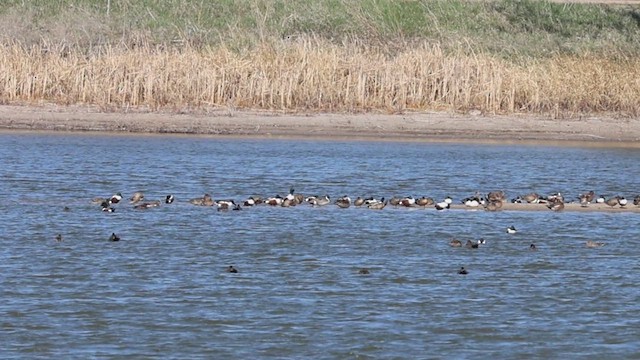 Northern Pintail - ML633473613