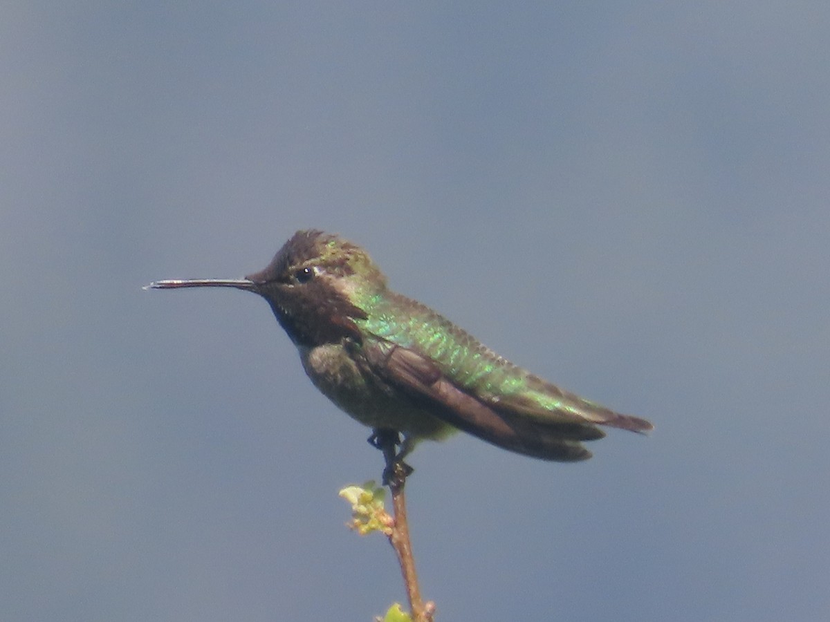 Anna's Hummingbird - ML633473650