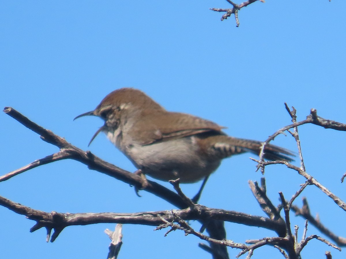 Bewick's Wren - ML633473683