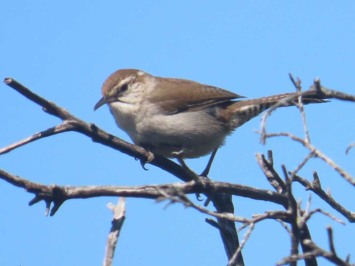 Bewick's Wren - ML633473684