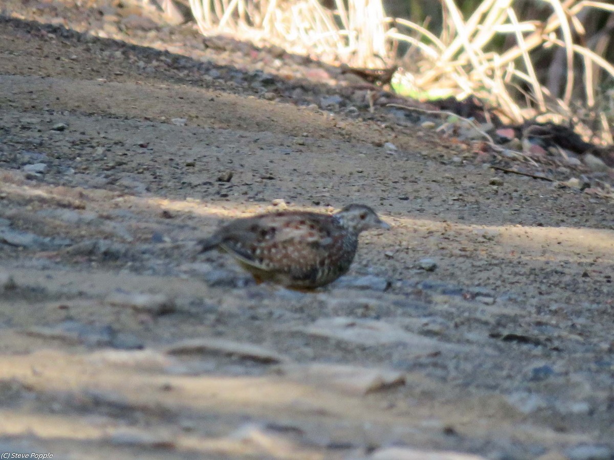 Painted Buttonquail - ML633473707