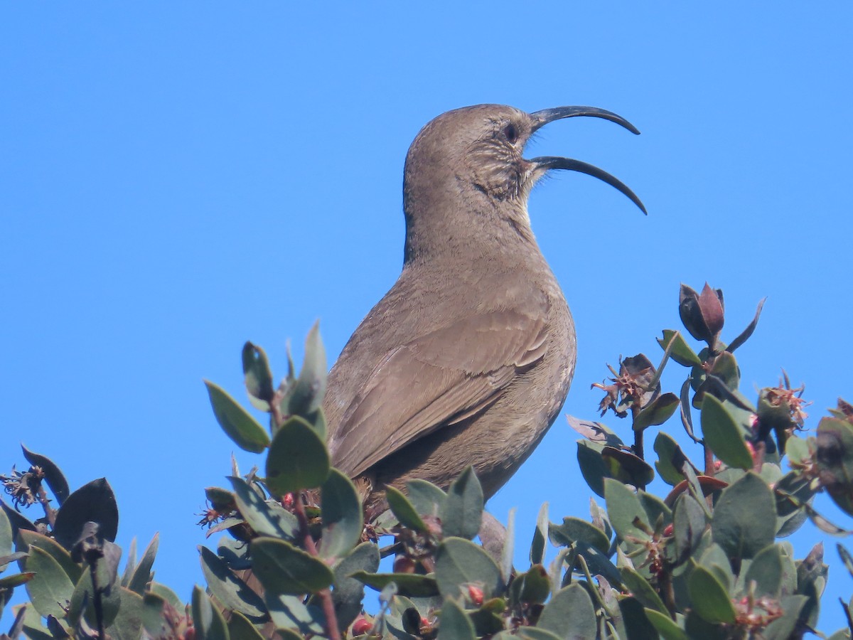 California Thrasher - ML633473708