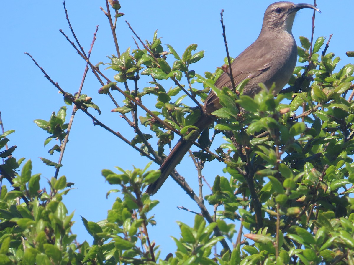 California Thrasher - ML633473709
