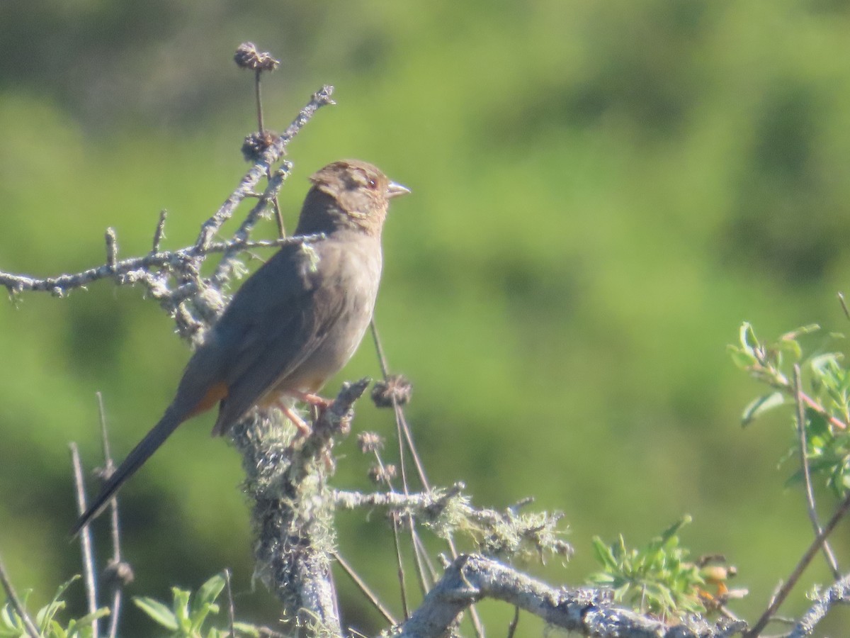 California Towhee - ML633473721