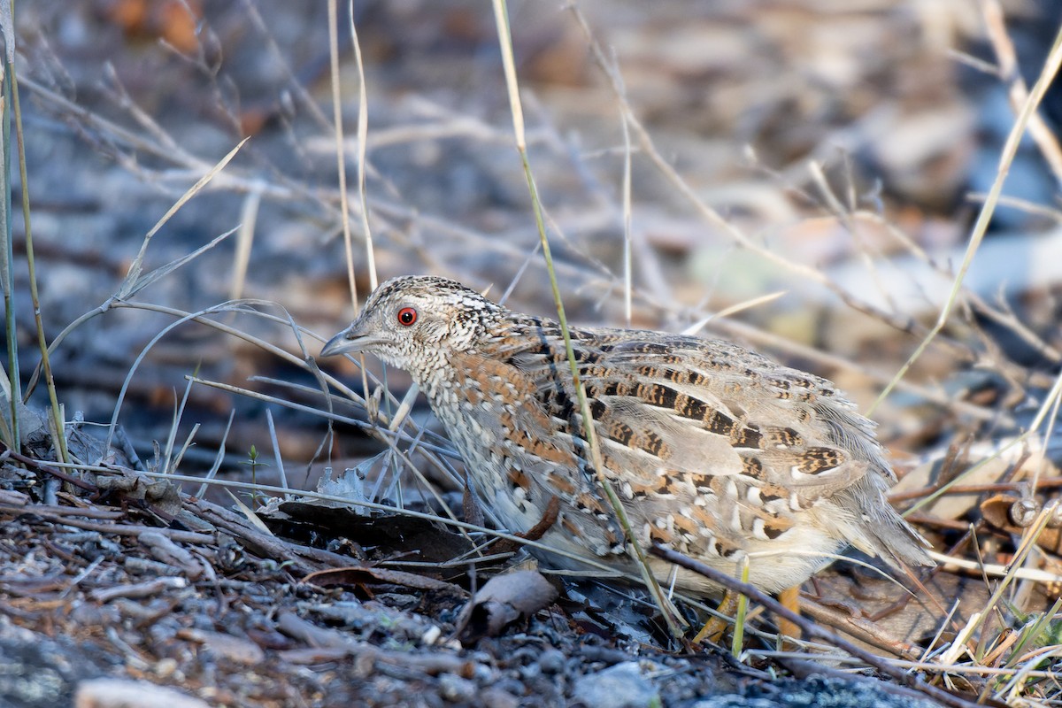 Painted Buttonquail - ML633473728