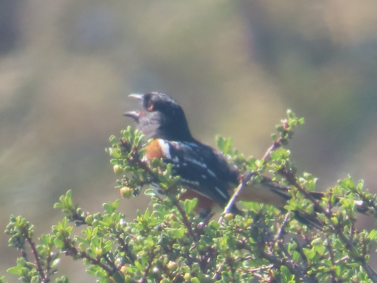Spotted Towhee - ML633473770
