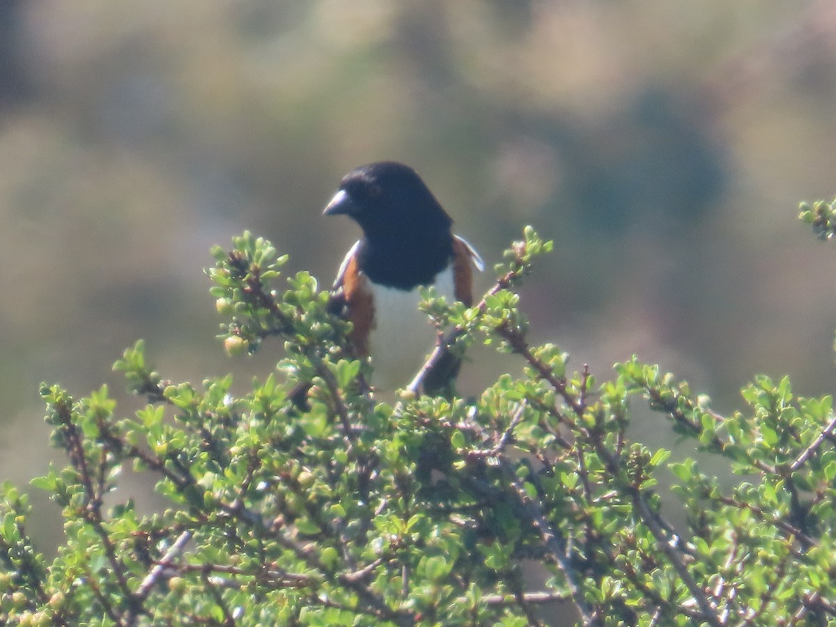 Spotted Towhee - ML633473771