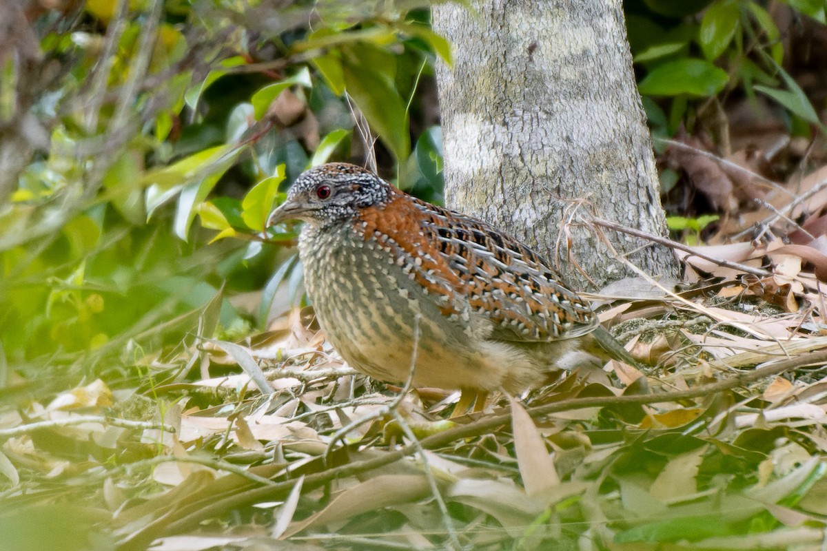 Painted Buttonquail - ML633473790