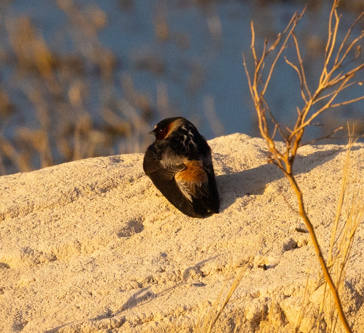 Cliff Swallow - ML633473864