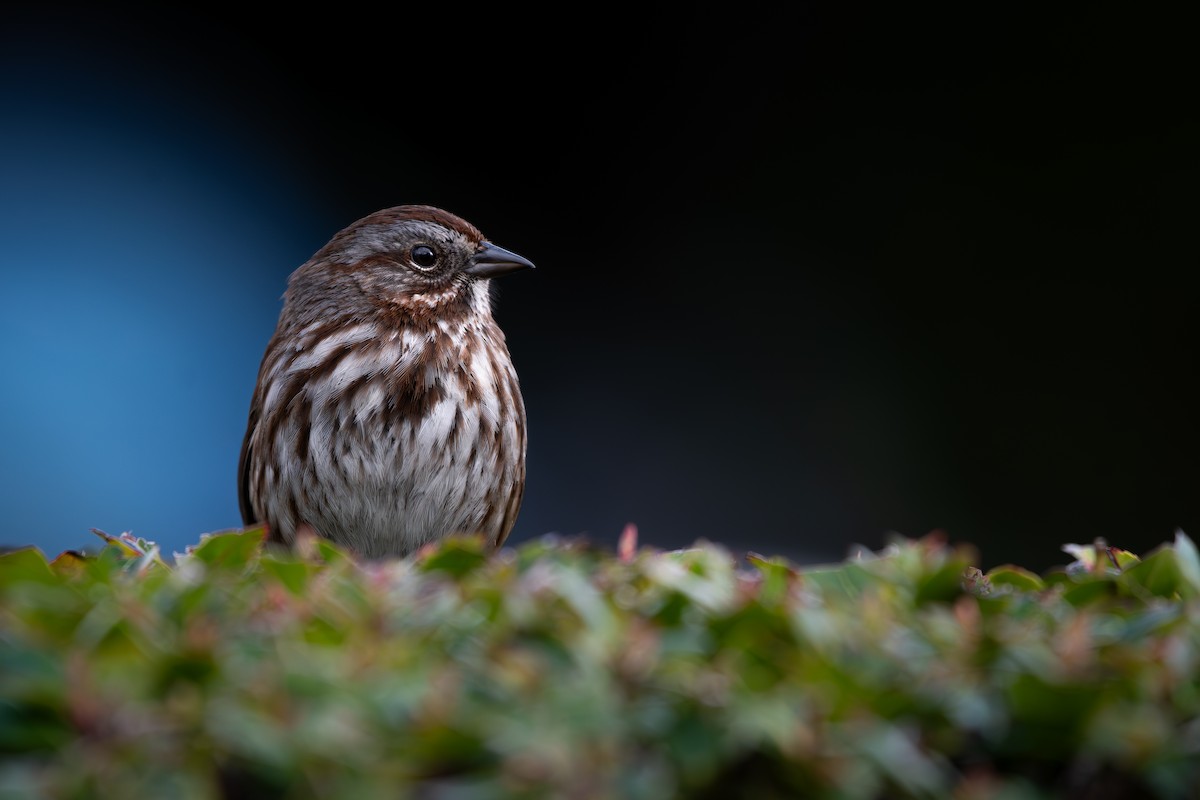 Song Sparrow - ML633473870