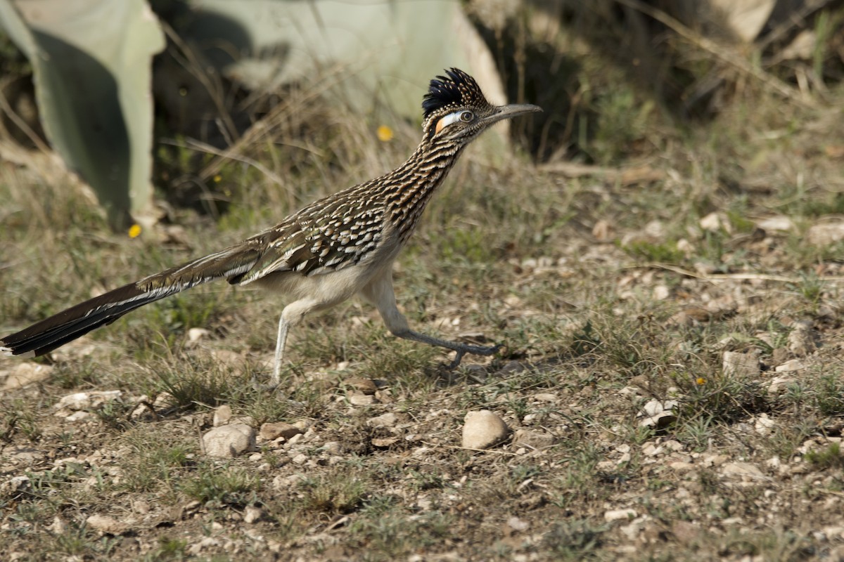Greater Roadrunner - ML633473945