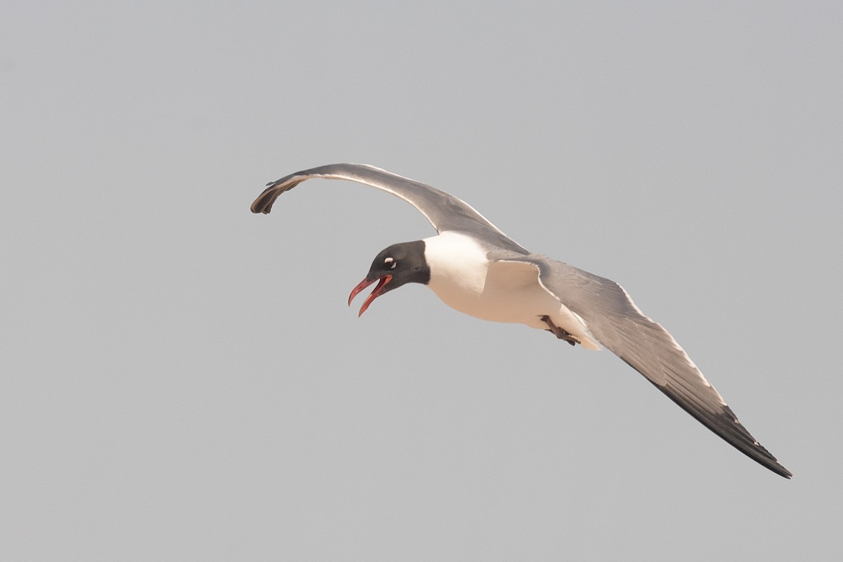Laughing Gull - ML633473993