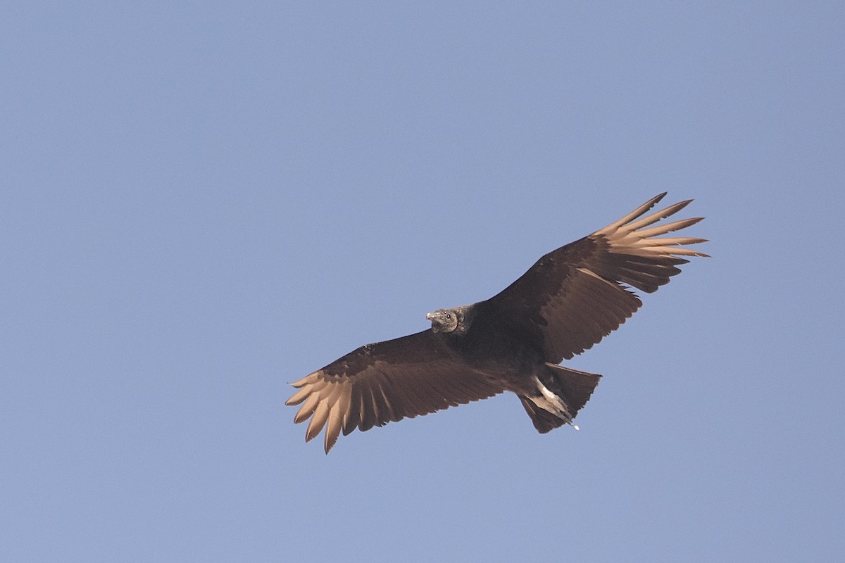 Black Vulture - ML633473997