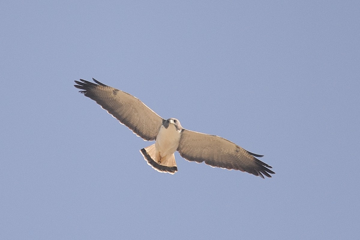 White-tailed Hawk - ML633474006