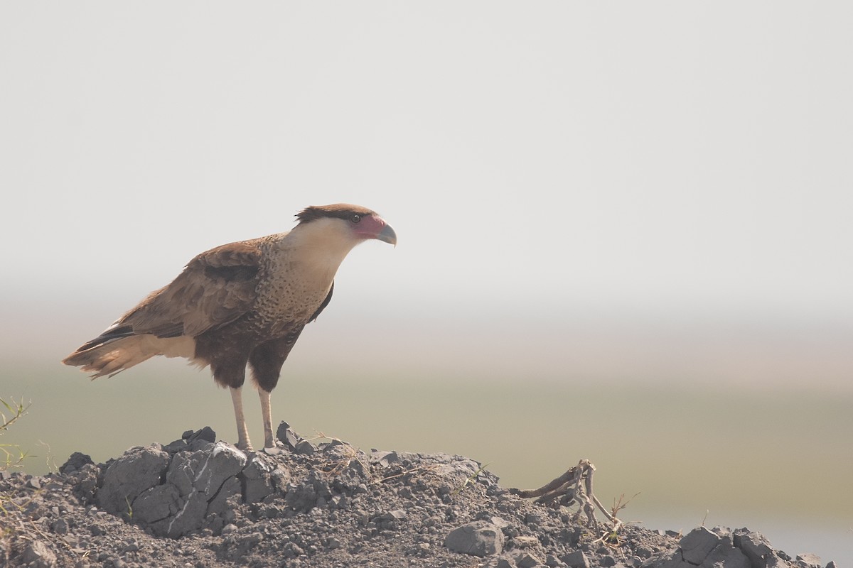 Crested Caracara - ML633474015