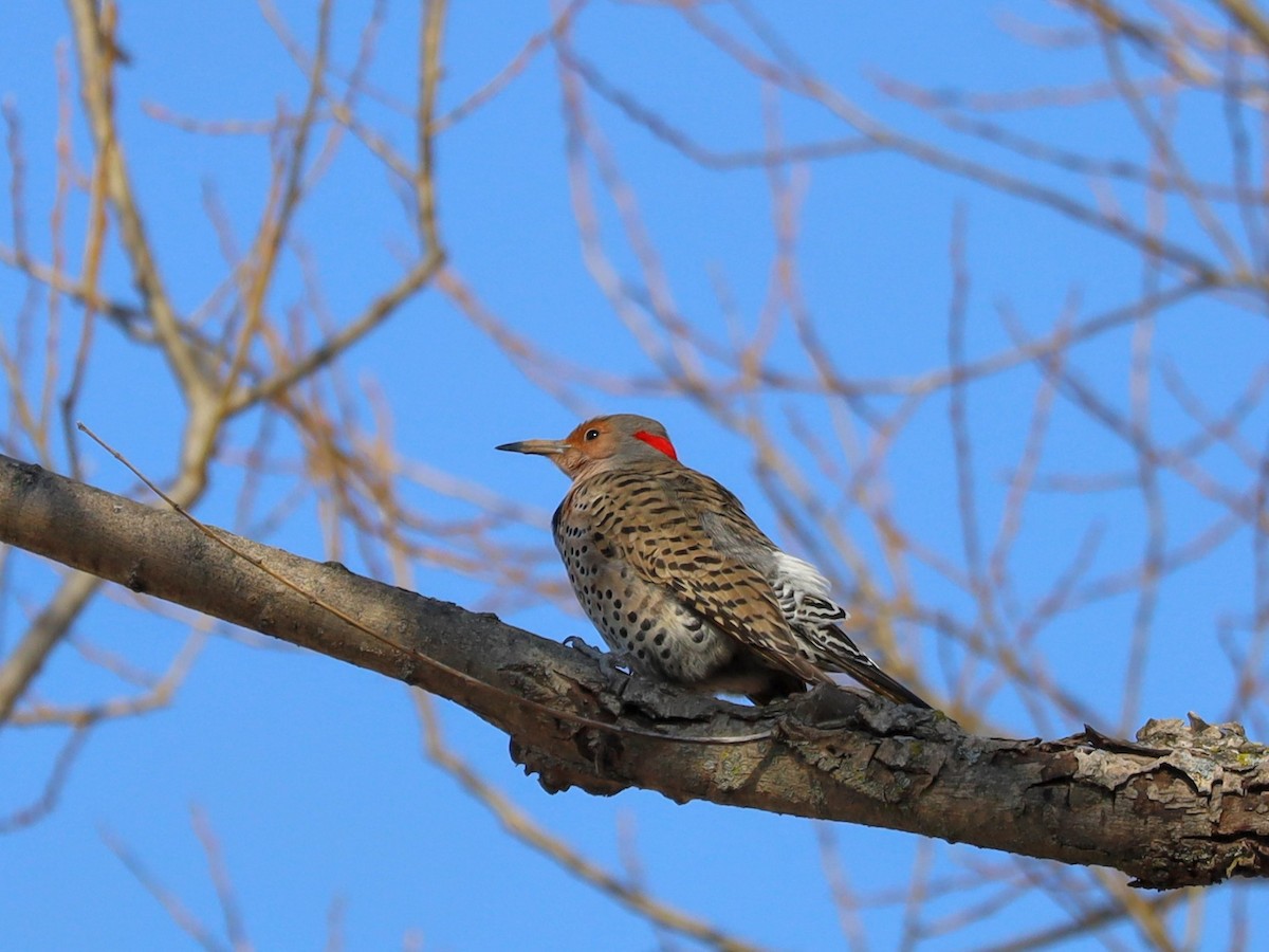 Northern Flicker - ML633474050