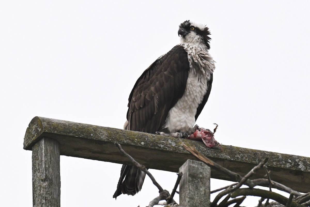 Osprey - ML633474513