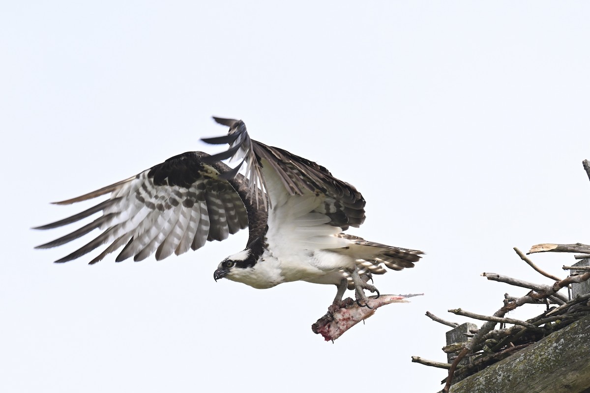 Osprey - ML633474516