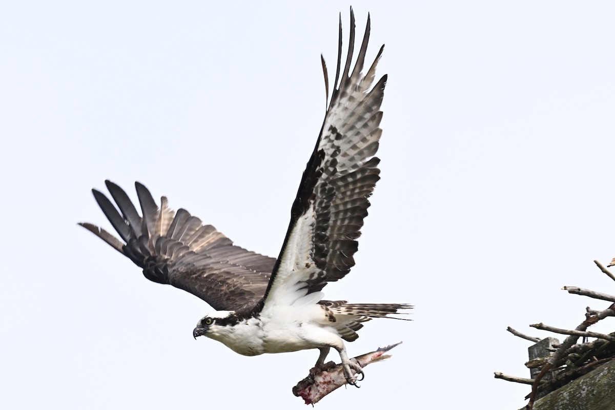Osprey - ML633474518