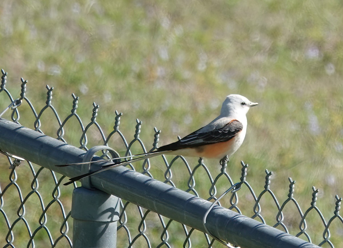 Scissor-tailed Flycatcher - ML633474623