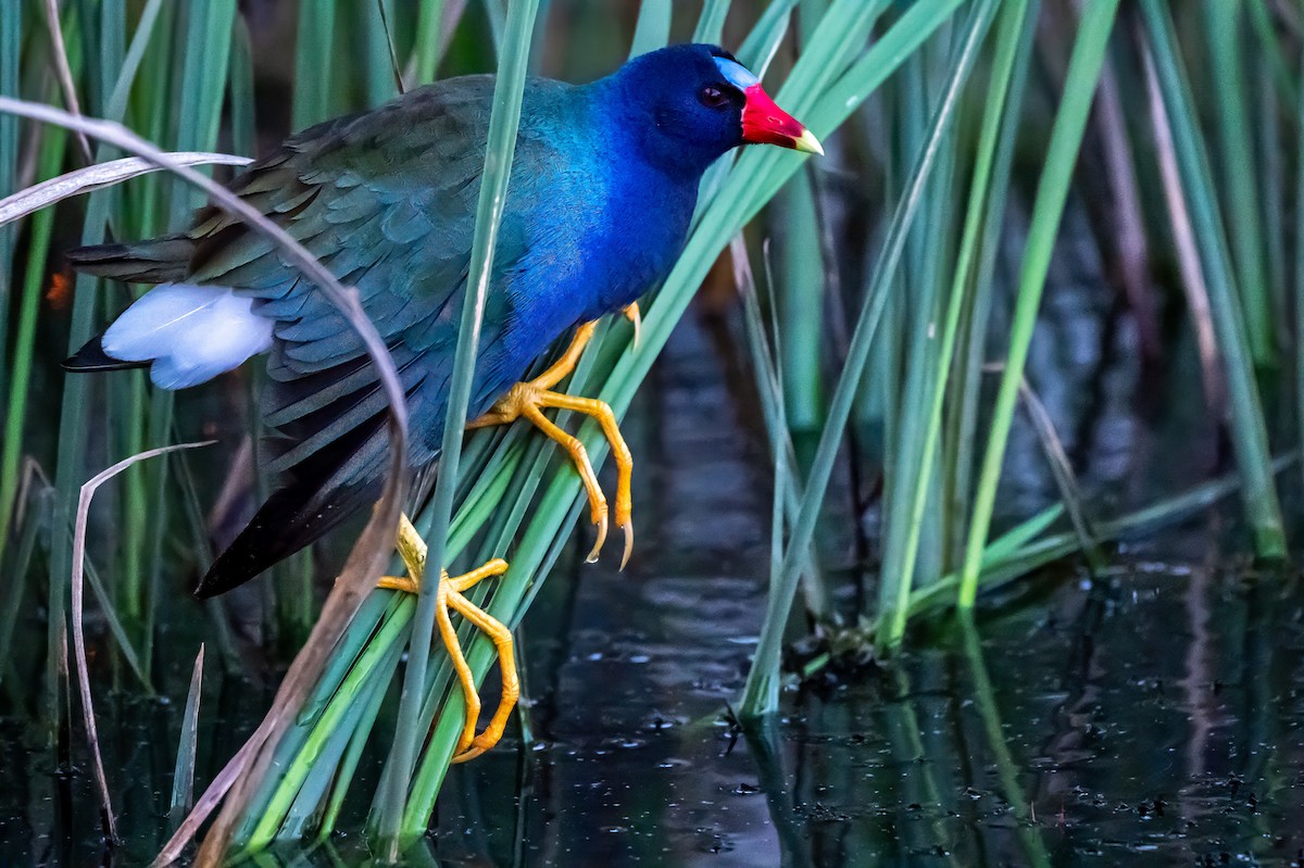 Purple Gallinule - ML633474680