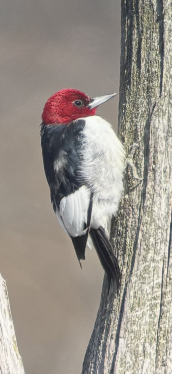 Red-headed Woodpecker - ML633474726