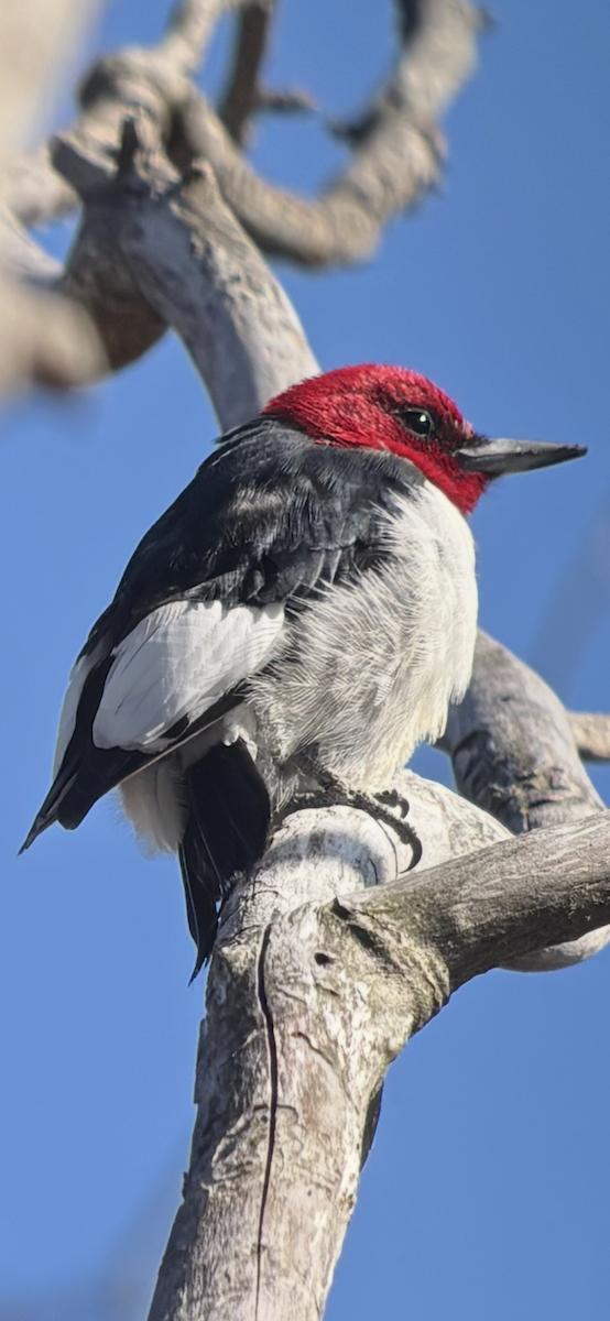 Red-headed Woodpecker - ML633474727