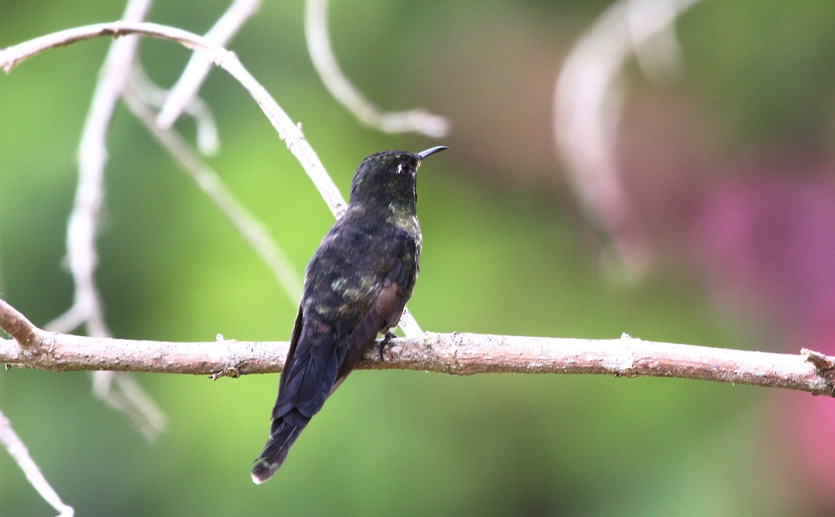 Black-backed Thornbill - ML633474735