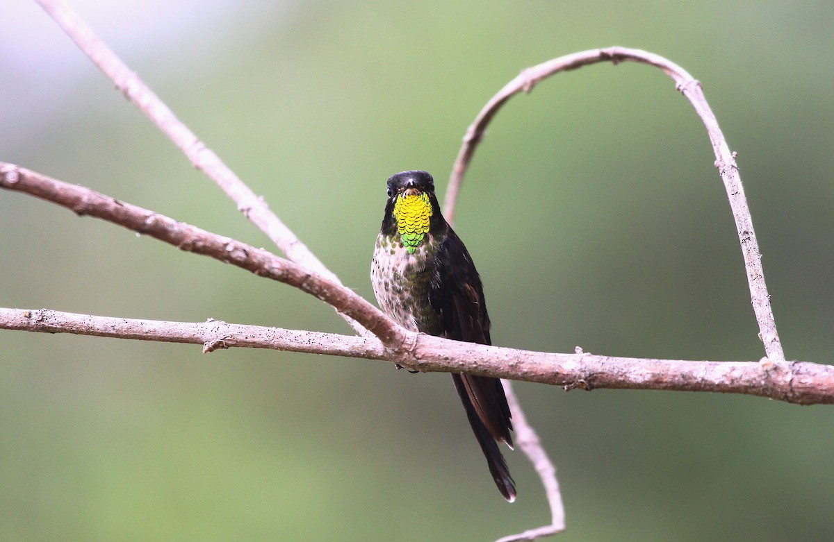 Black-backed Thornbill - ML633474736