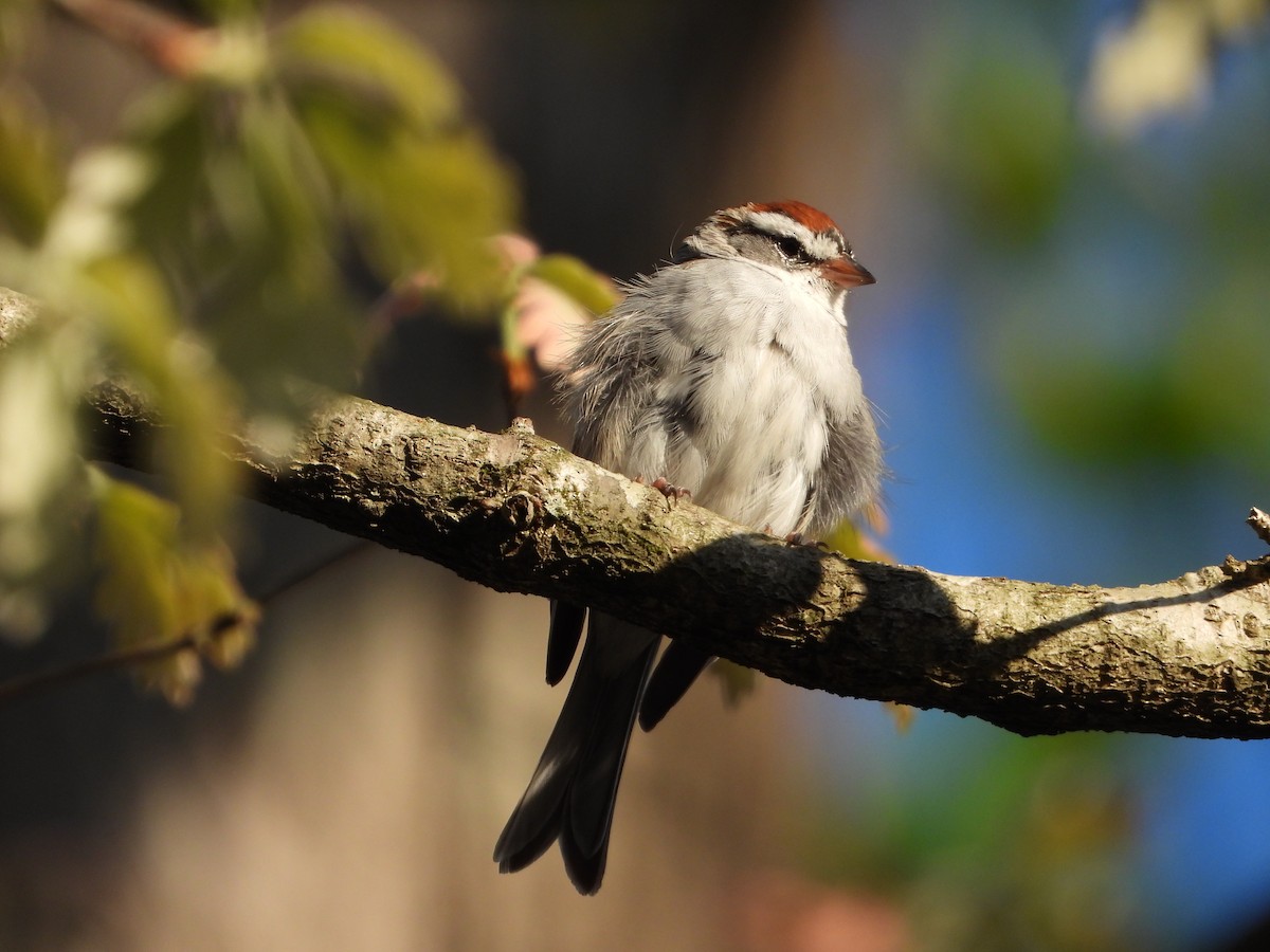 Chipping Sparrow - ML633474846