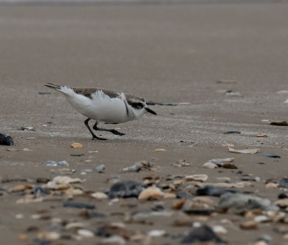 Snowy Plover - Ron Hoff Dollyann Myers