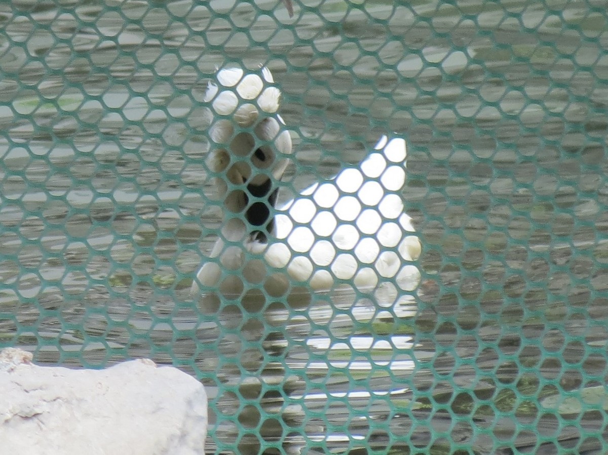 Тэжээмэл нугас - ML633475130