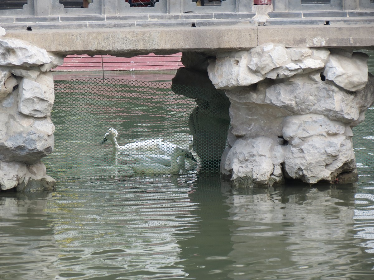 Тэжээмэл нугас - ML633475131