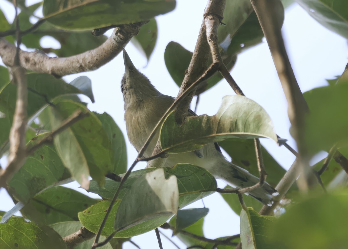 Spot-backed Antwren - Ken Rosenberg