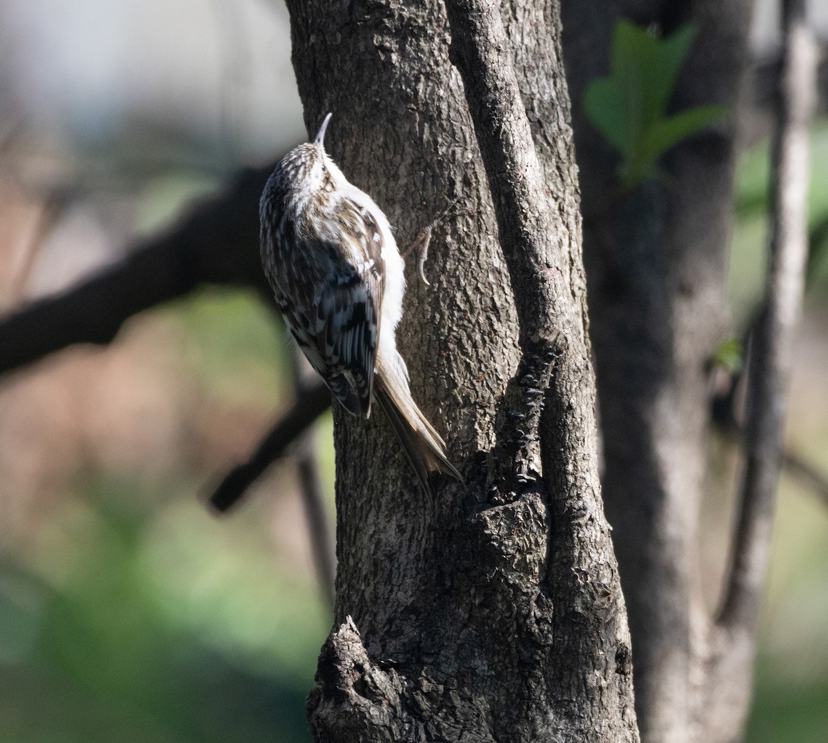 Brown Creeper - Barrie Raik