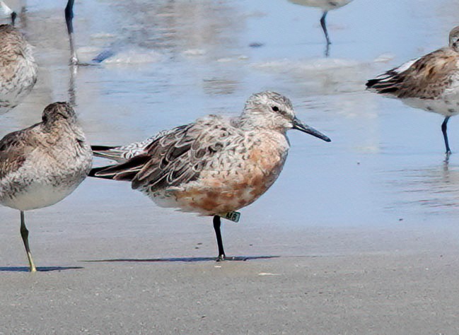 Bécasseau maubèche - ML633475289