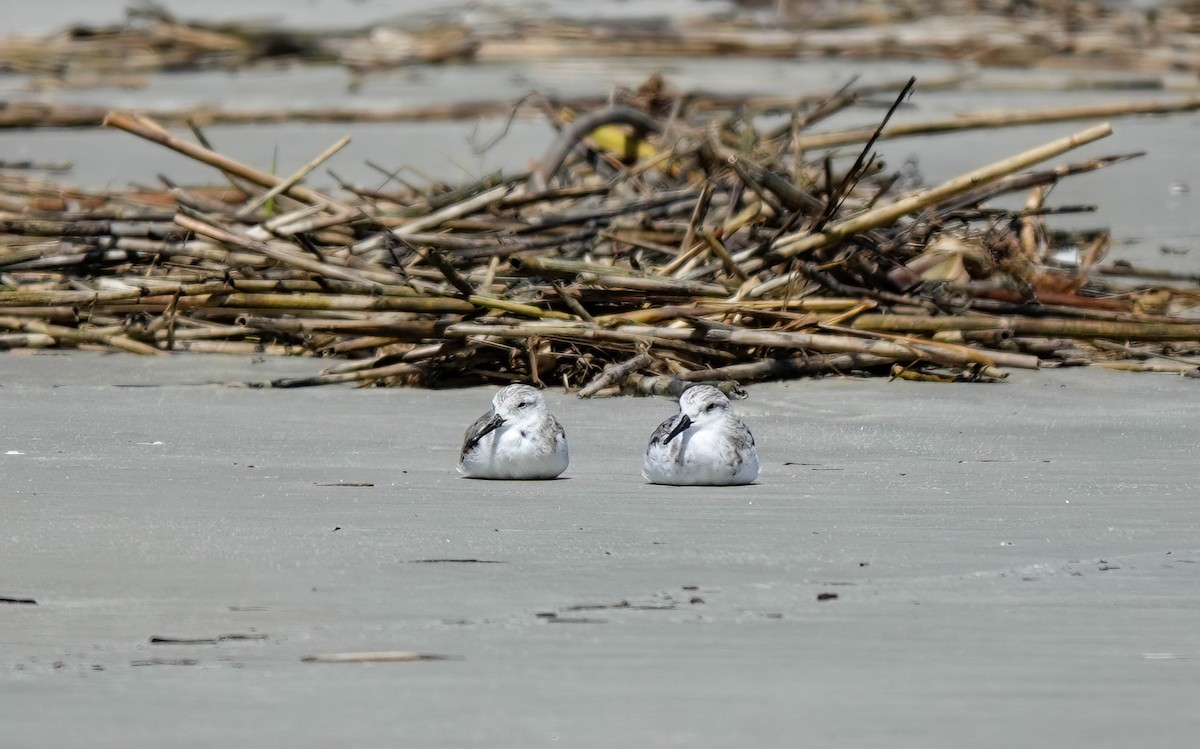 Bécasseau sanderling - ML633475311