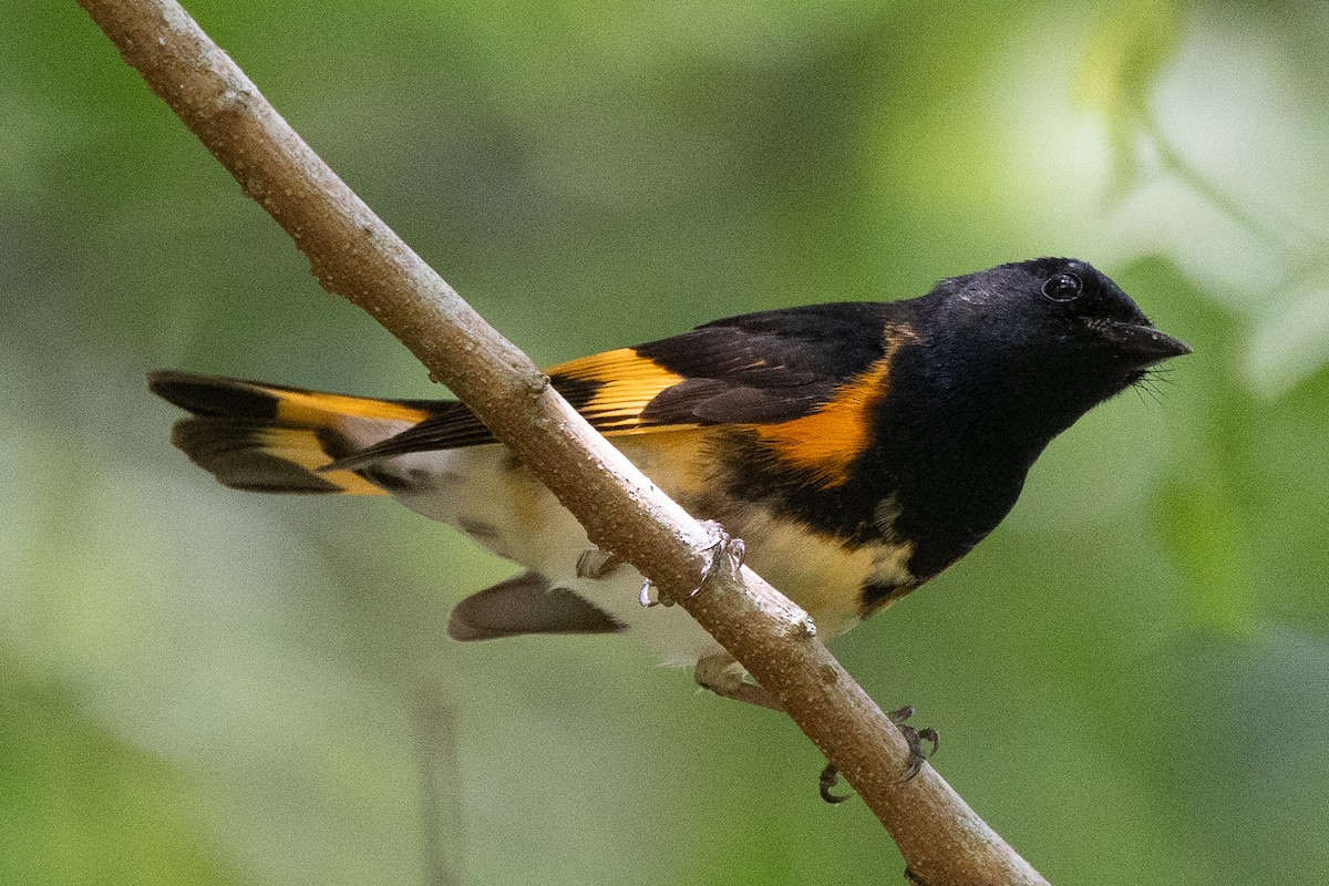 American Redstart - Gregory Hamlin