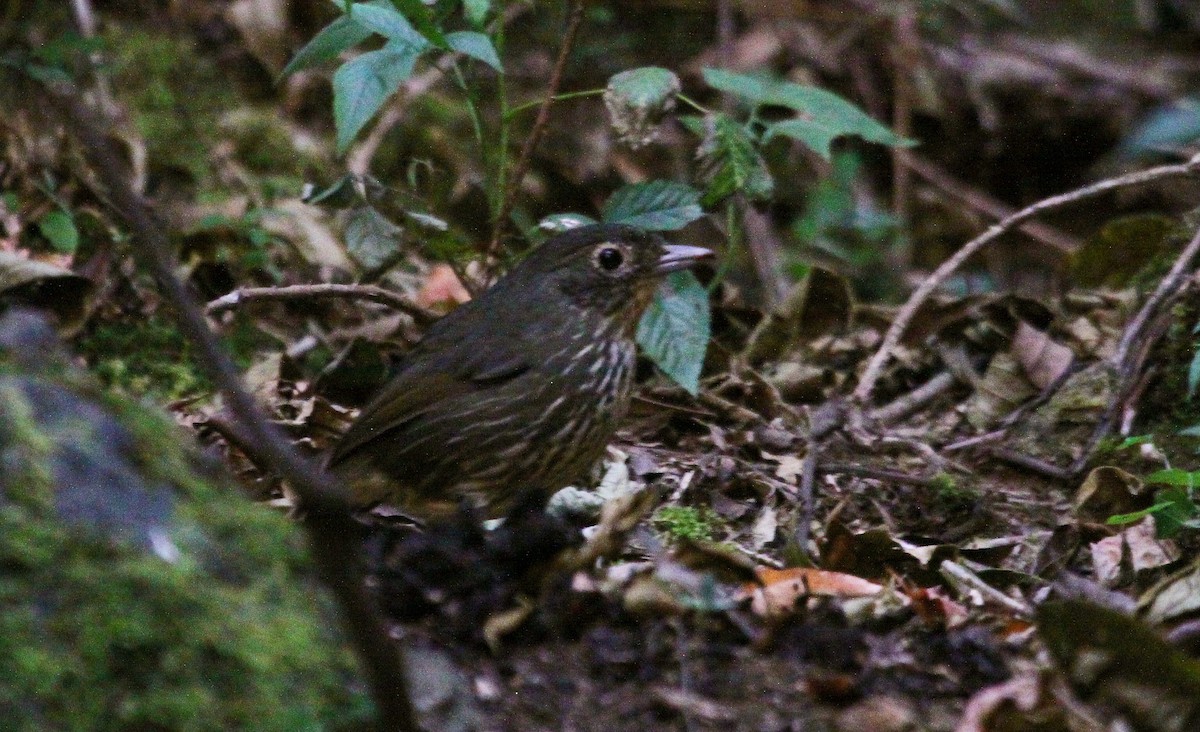 Santa Marta Antpitta - ML633475412