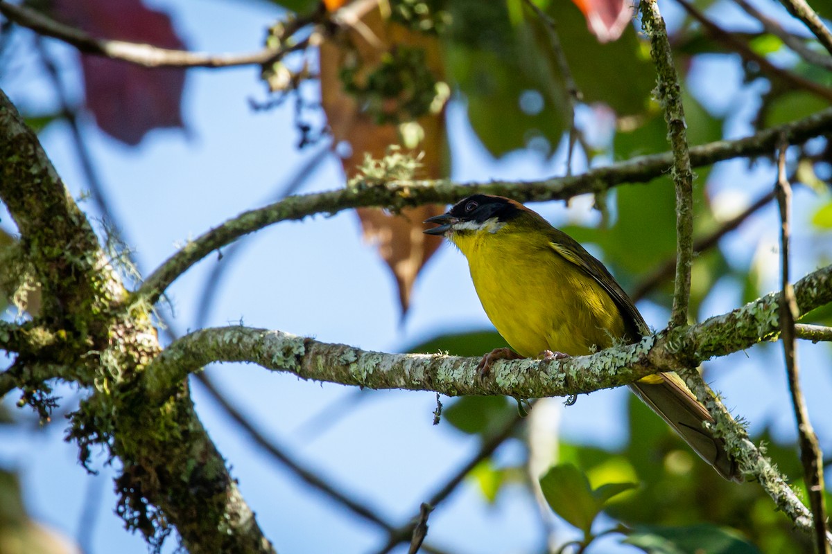 Moustached Brushfinch - ML633475467
