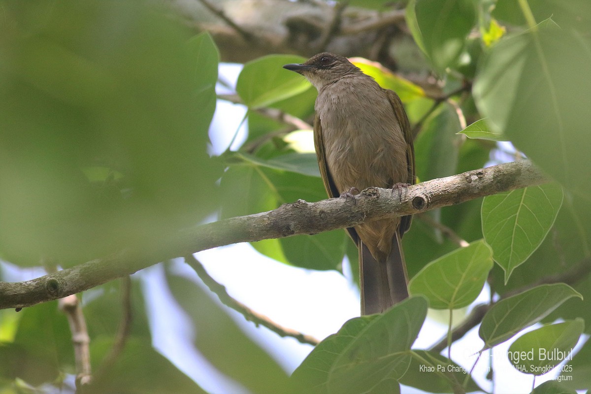 Olive-winged Bulbul (Olive-winged) - ML633475817