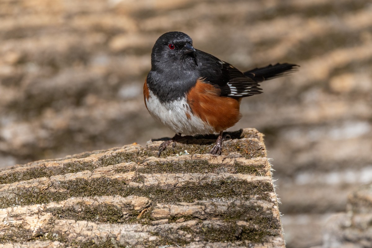 Eastern Towhee - ML633476125