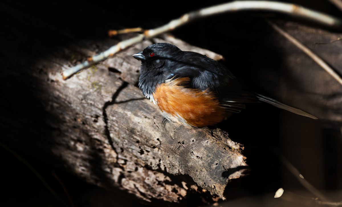 Eastern Towhee - ML633476129