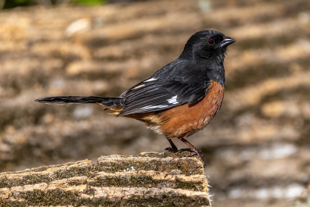 Eastern Towhee - ML633476147
