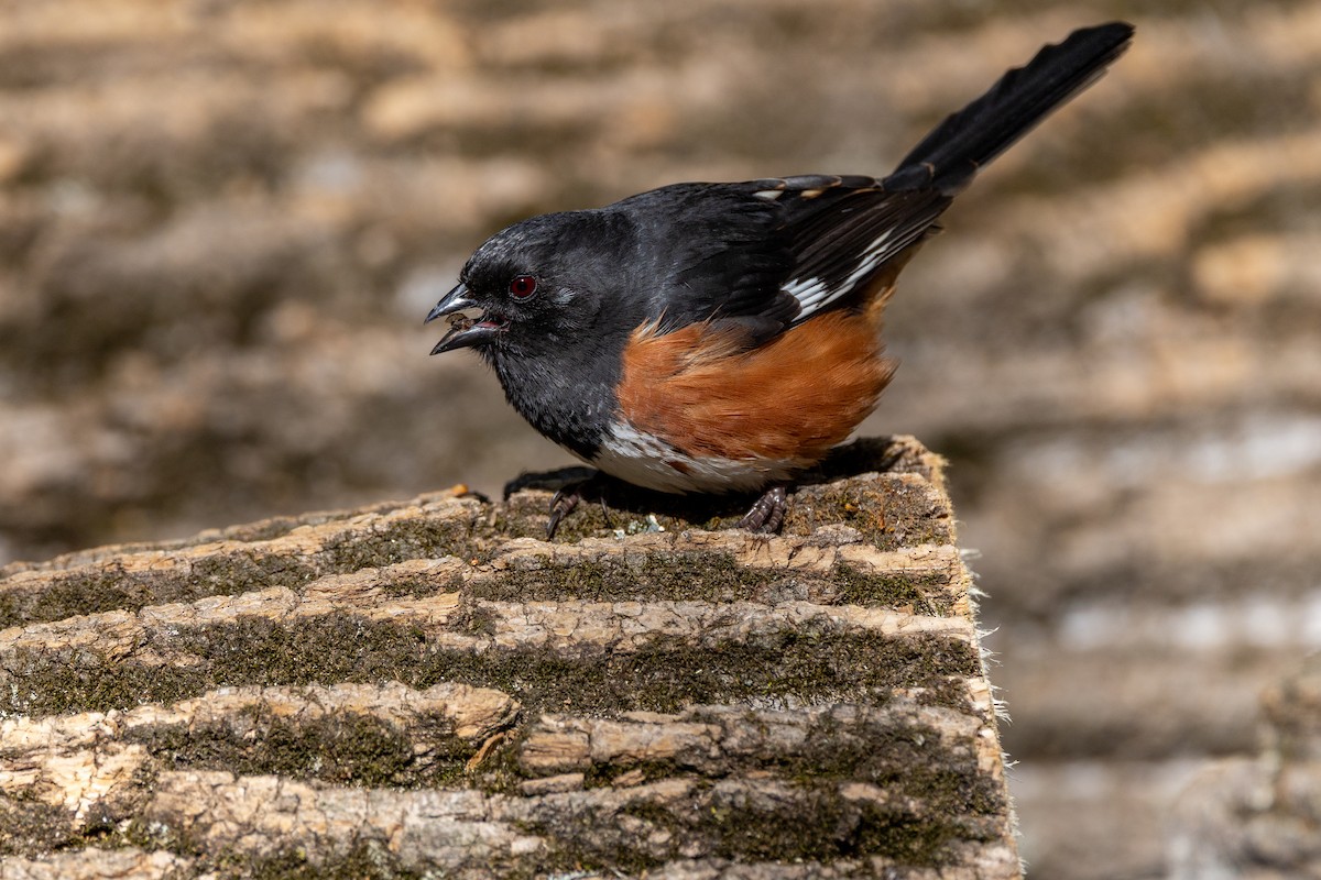 Eastern Towhee - ML633476148