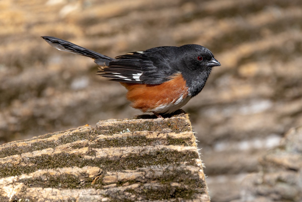 Eastern Towhee - ML633476149