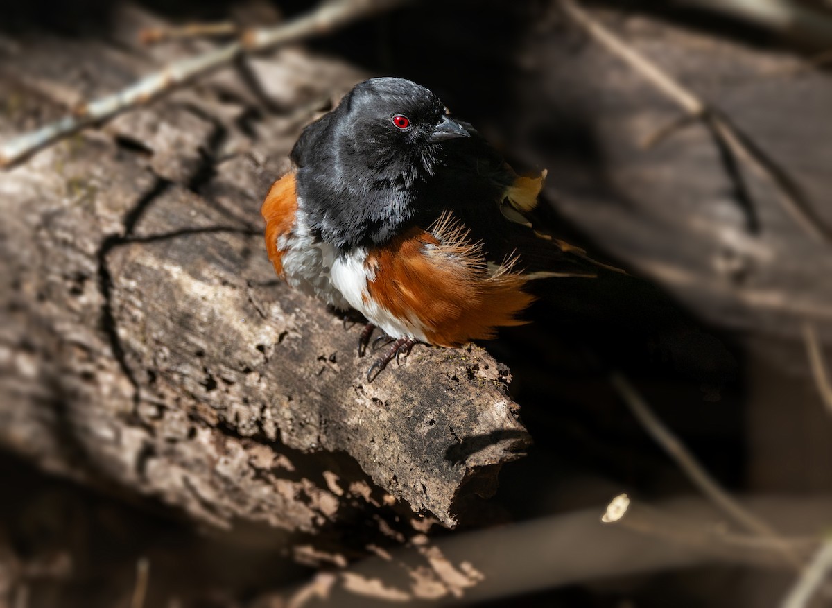Eastern Towhee - ML633476162