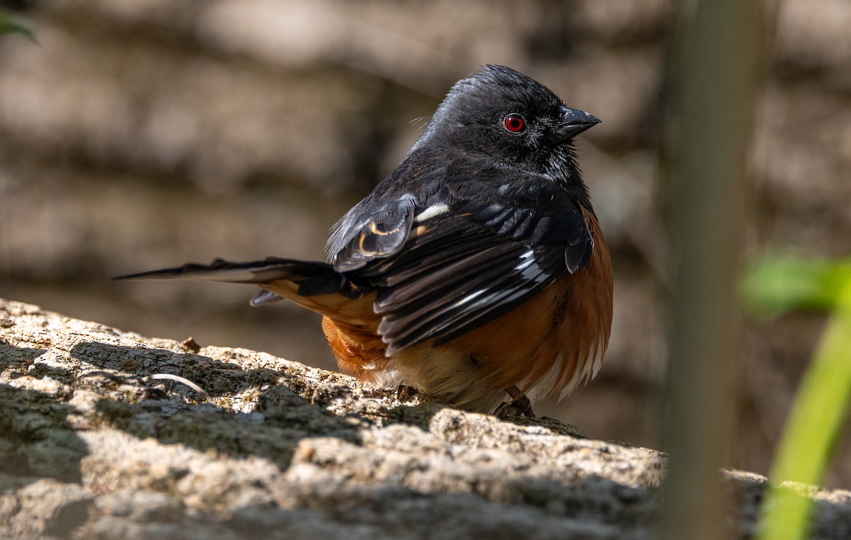 Eastern Towhee - ML633476167