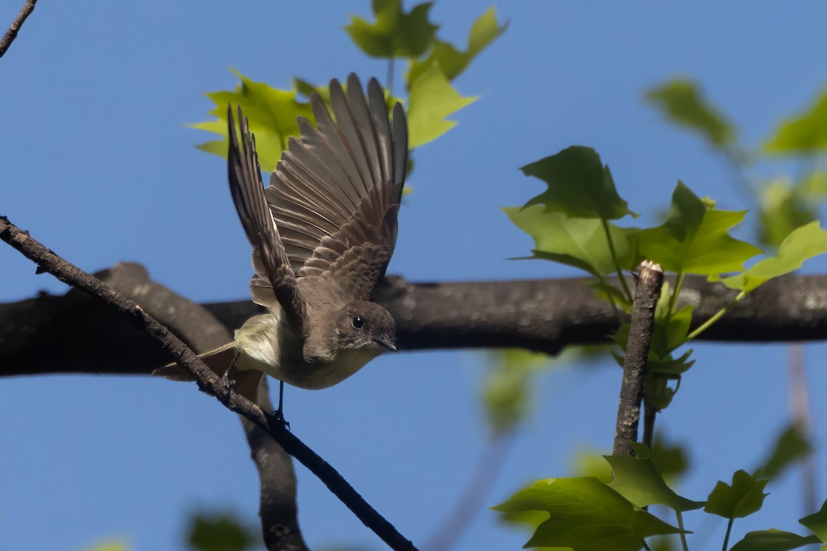 Eastern Phoebe - ML633476181